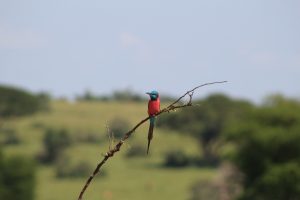 Bee - eater, uganda