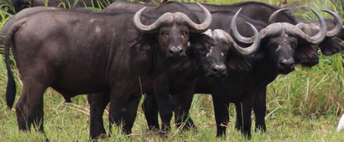 Buffalos in a kagera national park