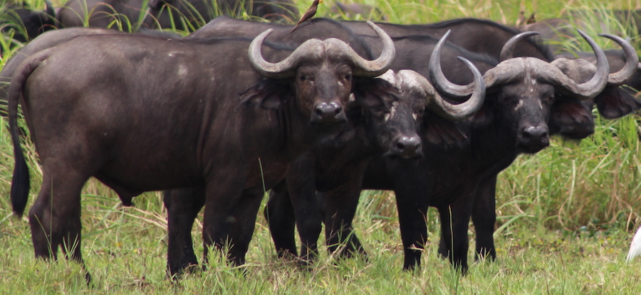 Buffalos in a kagera national park