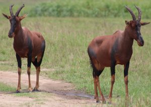 Topi in Akagera national park- Rwanda-wildlife-and-chimpanzee-safari
