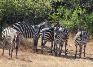 1 Day Akagera-national-park-wildlife-safari
