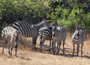 akagera-national-park-zebras