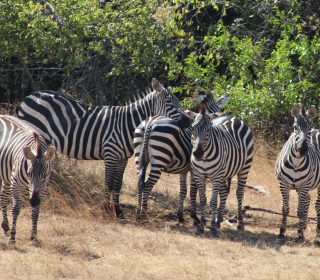 Akagera National Park