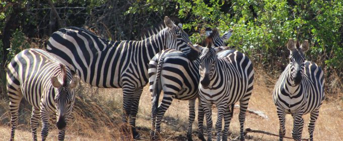 akagera-national-park-zebras
