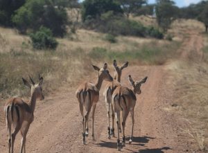 akagera-park-impalas