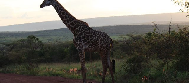 giraffe-akagera-national-park