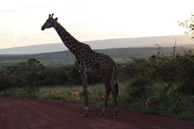 giraffe-akagera-national-park