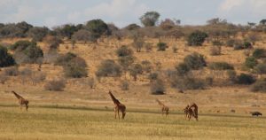 giraffe-akagera-tour