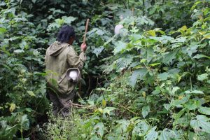 gorilla-trekking-uganda