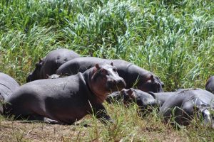 hippos-akagera-park