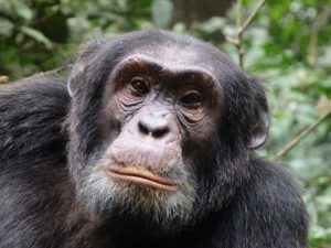 chimp trekking kibale