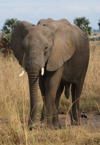 elephant-uganda-safari