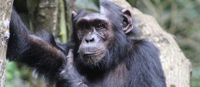 chimpanzee-in-kibale-forest