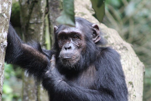 chimpanzee-in-kibale-forest