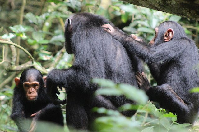 Chimpanzee Tracking Uganda