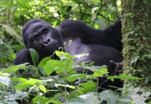 Mgahinga-gorilla-trekking