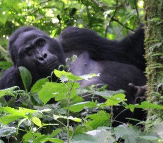 gorilla in Rwanda