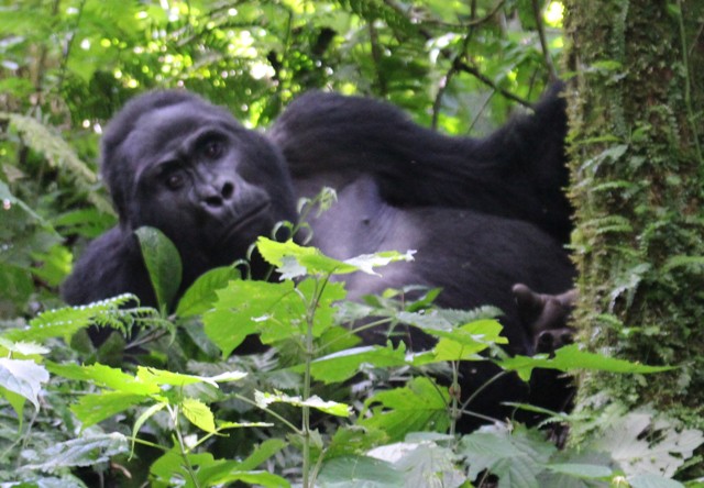 Mgahinga-gorilla-trekking