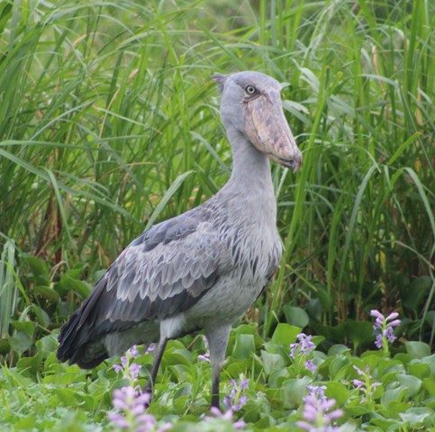 Shoebill-in-Uganda