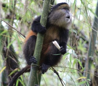 golden monkey in Rwanda