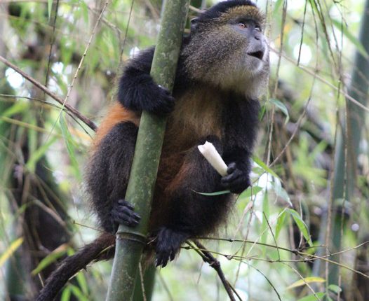 golden-monkey-trekking-mgahinga-gorilla-national-park