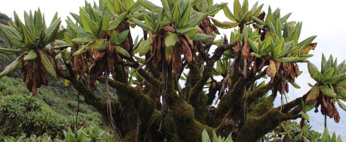 hiking-bisoke-rwanda