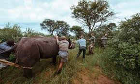 rhinos-akagera-national-park