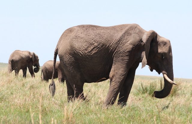 Elephant-in-masai-mara