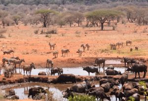Buffaloes in Tsavo West National Park- Kenya-beach-and-safari