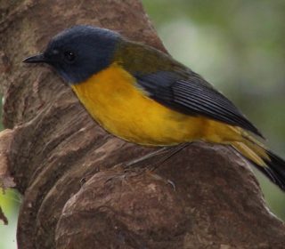 9 Days Birding Uganda For Albertine Rift Endemics