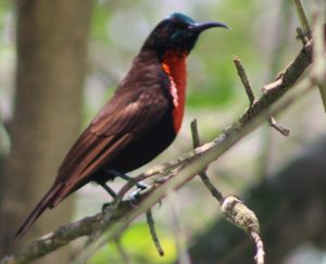 Scarlet-chested-sunbird