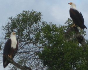 birding-lake-mburo-park