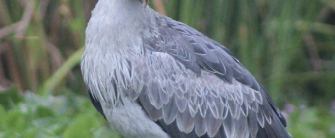 Uganda-shoebill