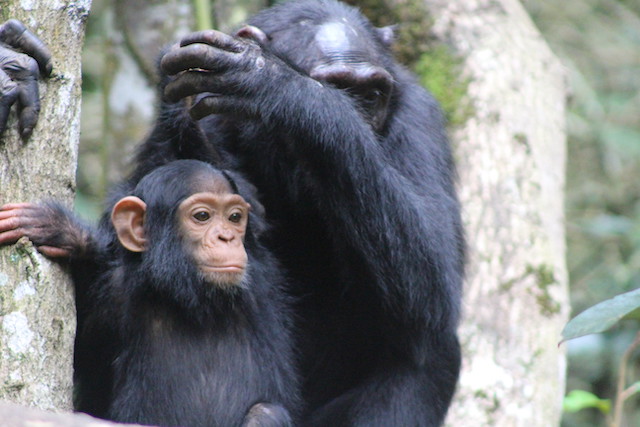 chimpanzee-uganda