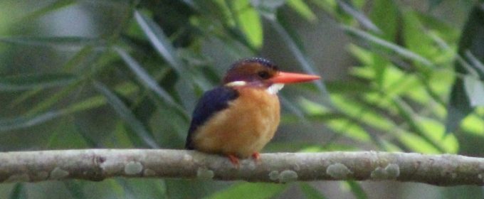 chocolate-backed-kingfisher