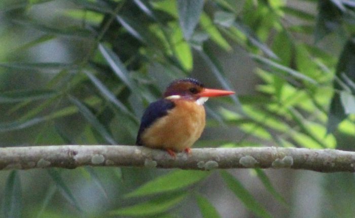 chocolate-backed-kingfisher