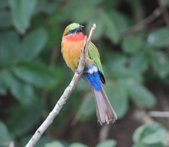 bee-eater bird