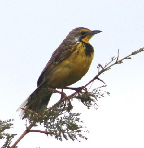 Birds-in-queen-elizabeth-uganda