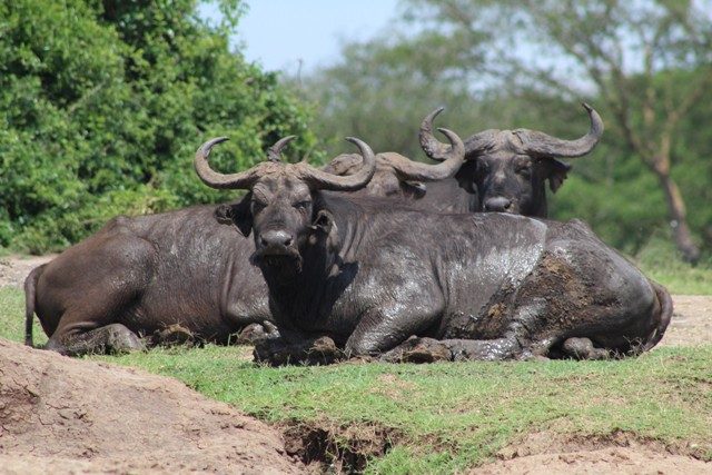 buffaloes-in-Queen-Elizabeth