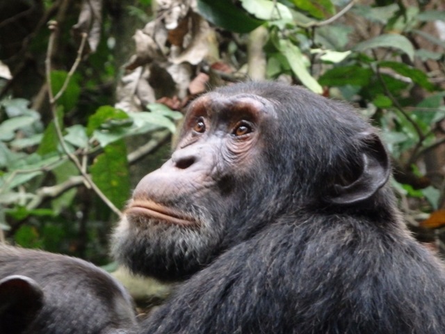 chimpanzee-budongo-forest
