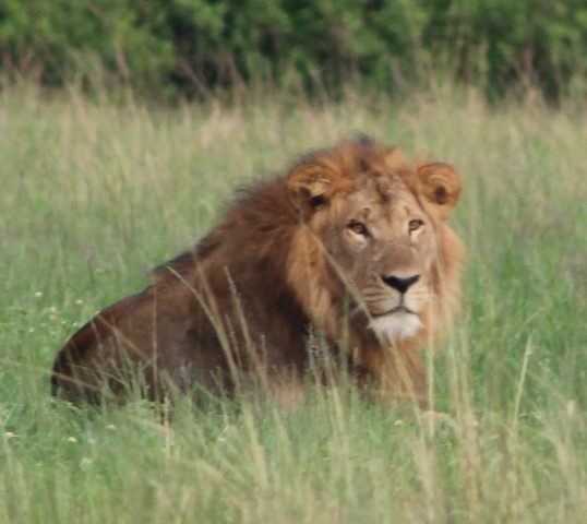 lion-in-kasenyi