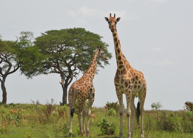 murchison-falls-park-giraffes
