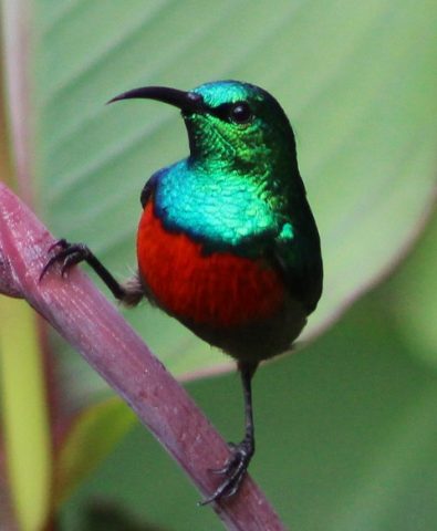 sunbird-kibale-forest