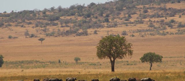 Buffaloes-in-kidepo-valley-national-park