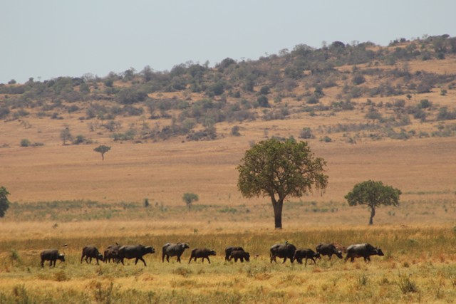Buffaloes-in-kidepo-valley-national-park