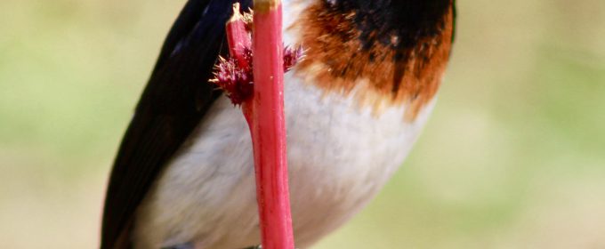 birding-uganda