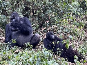 Kauzi-Biega-Lowland-gorilla