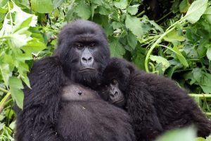 Mountain gorillas in Virunga National Park-rwanda-primates-safari