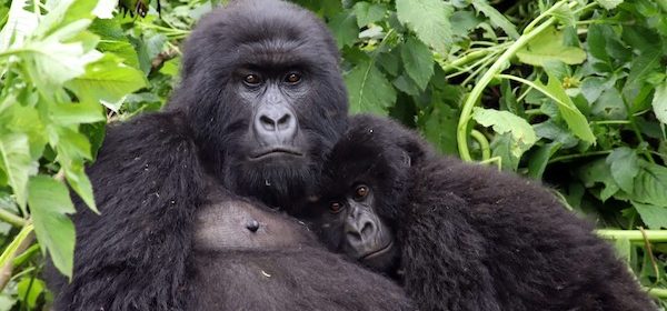 Mountain gorillas in Virunga National Park-rwanda-primates-safari