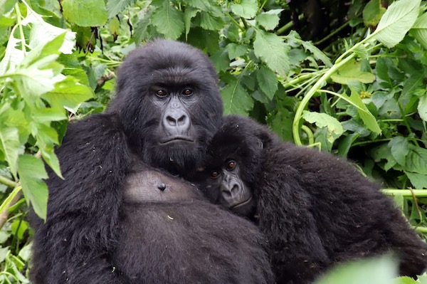 Mountain gorillas in Virunga National Park-rwanda-primates-safari